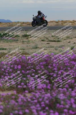 media/Jan-14-2023-SoCal Trackdays (Sat) [[497694156f]]/Turn 14 Exit Bloomig (145pm)/